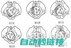 全方位解析枕式包装机的程序应用与操作技巧 (枕的位置图)